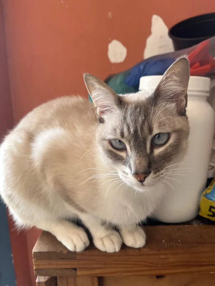 Gato raça SRD-ViraLata idade 2 anos nome Tarantino