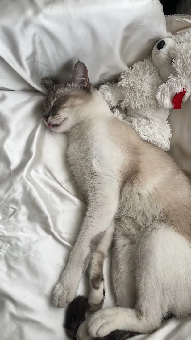 Gato raça SRD-ViraLata idade 2 anos nome Tarantino