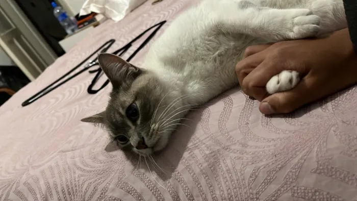Gato raça SRD-ViraLata idade 2 anos nome Tarantino