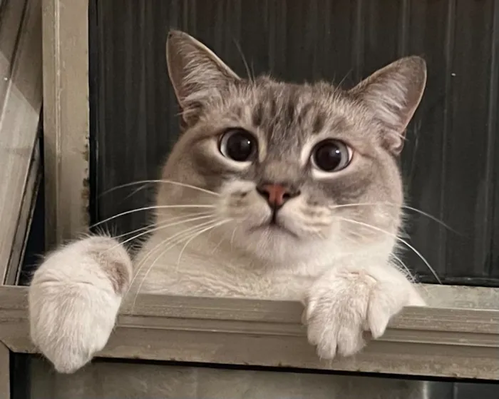 Gato raça SRD-ViraLata idade 2 anos nome Tarantino