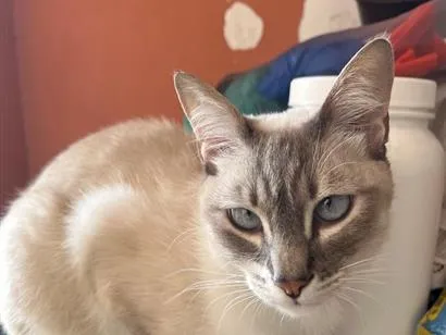 Gato raça SRD-ViraLata idade 2 anos nome Tarantino