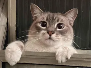 Gato raça SRD-ViraLata idade 2 anos nome Tarantino