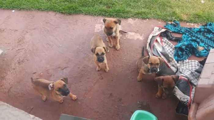 Cachorro raça SRD-ViraLata idade 2 a 6 meses nome filhotes