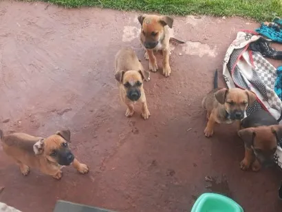 Cachorro raça SRD-ViraLata idade 2 a 6 meses nome filhotes