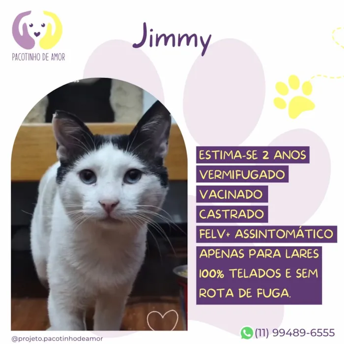 Gato raça SRD-ViraLata idade 2 anos nome Jimmy