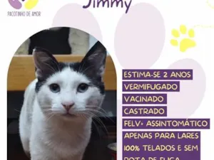 Gato raça SRD-ViraLata idade 2 anos nome Jimmy