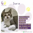 Suria