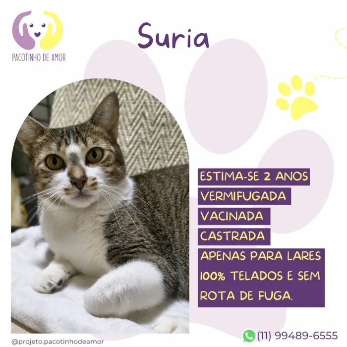Gato raça SRD-ViraLata idade 2 anos nome Suria