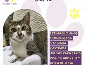 Gato raça SRD-ViraLata idade 2 anos nome Suria