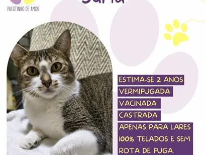 Gato raça SRD-ViraLata idade 2 anos nome Suria
