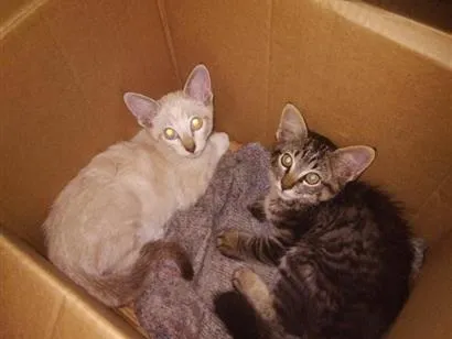 Gato raça SRD-ViraLata idade 2 a 6 meses nome gato