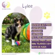 Lylee