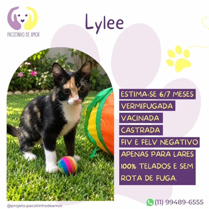 Gato raça SRD-ViraLata idade 7 a 11 meses nome Lylee