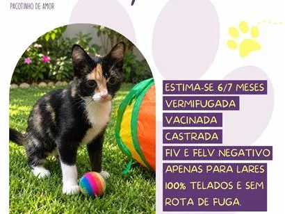 Gato raça SRD-ViraLata idade 7 a 11 meses nome Lylee
