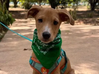Cachorro raça SRD-ViraLata idade 2 a 6 meses nome MANGA