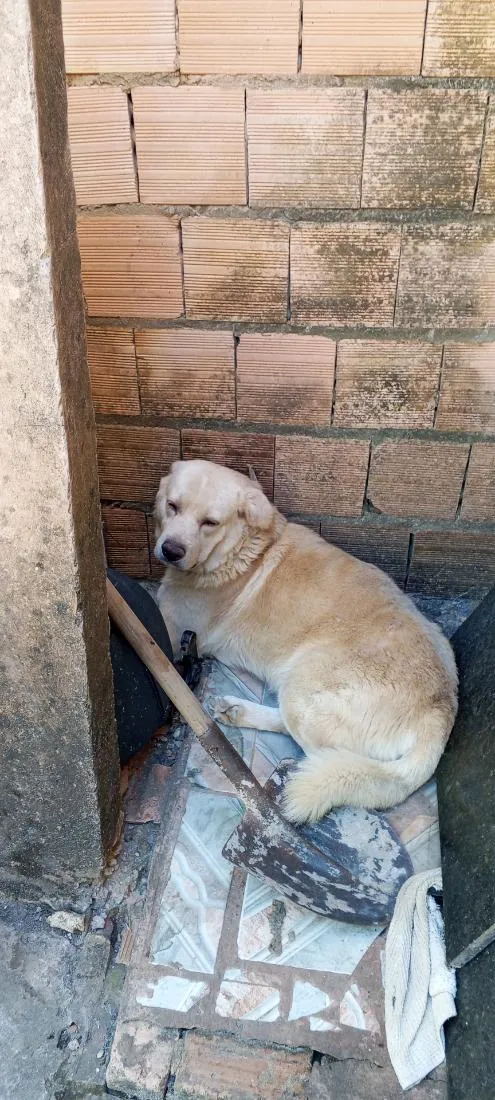 Cachorro raça Labrador idade 3 anos nome Thor 