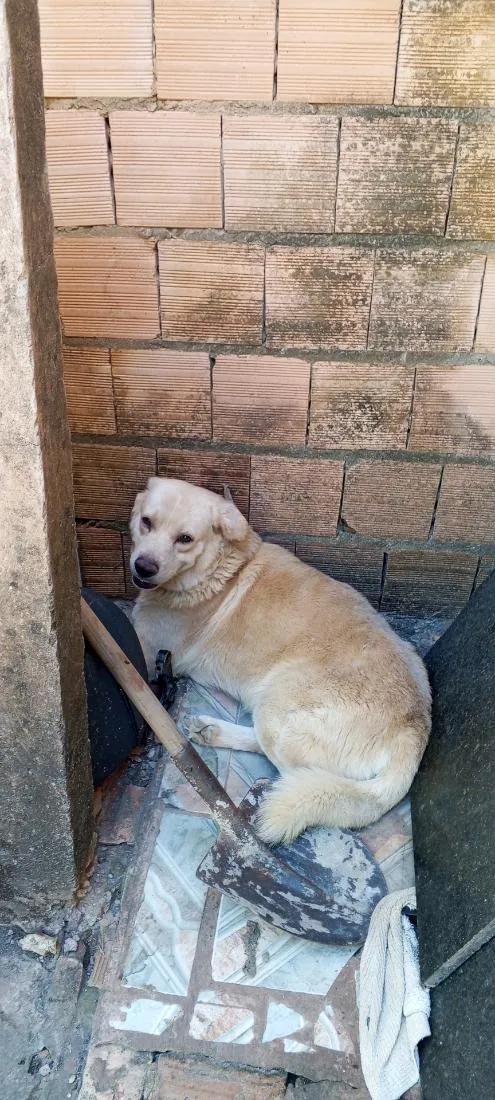 Cachorro raça Labrador idade 3 anos nome Thor 