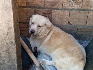 Cachorro raça Labrador idade 3 anos nome Thor 