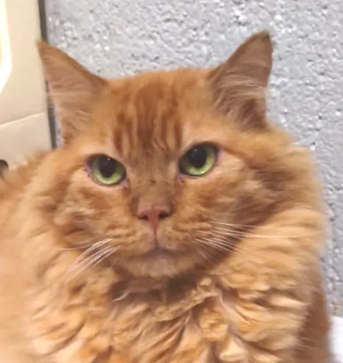 Gato raça Angorá idade 4 anos nome Zeus