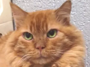 Gato raça Angorá idade 4 anos nome Zeus