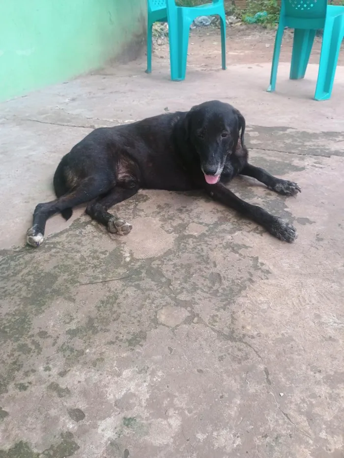 Cachorro raça Labrador idade 6 ou mais anos nome Beethoven 