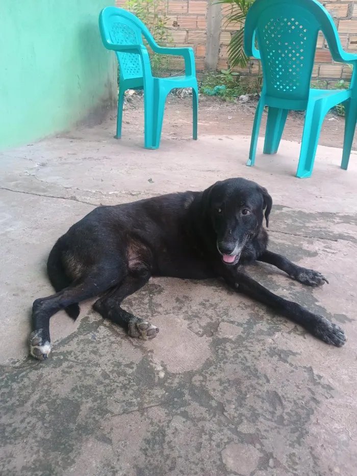 Cachorro raça Labrador idade 6 ou mais anos nome Beethoven 