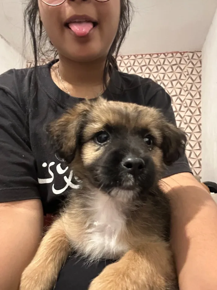 Cachorro raça Lhasa Apso idade 2 a 6 meses nome Jade
