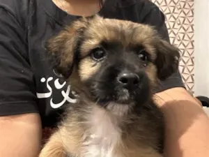 Cachorro raça Lhasa Apso idade 2 a 6 meses nome Jade