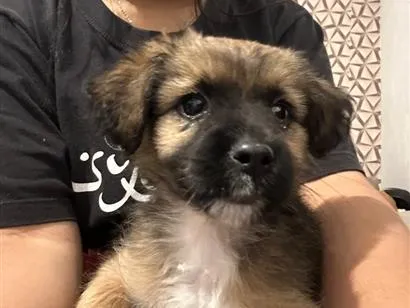 Cachorro raça Lhasa Apso idade 2 a 6 meses nome Jade