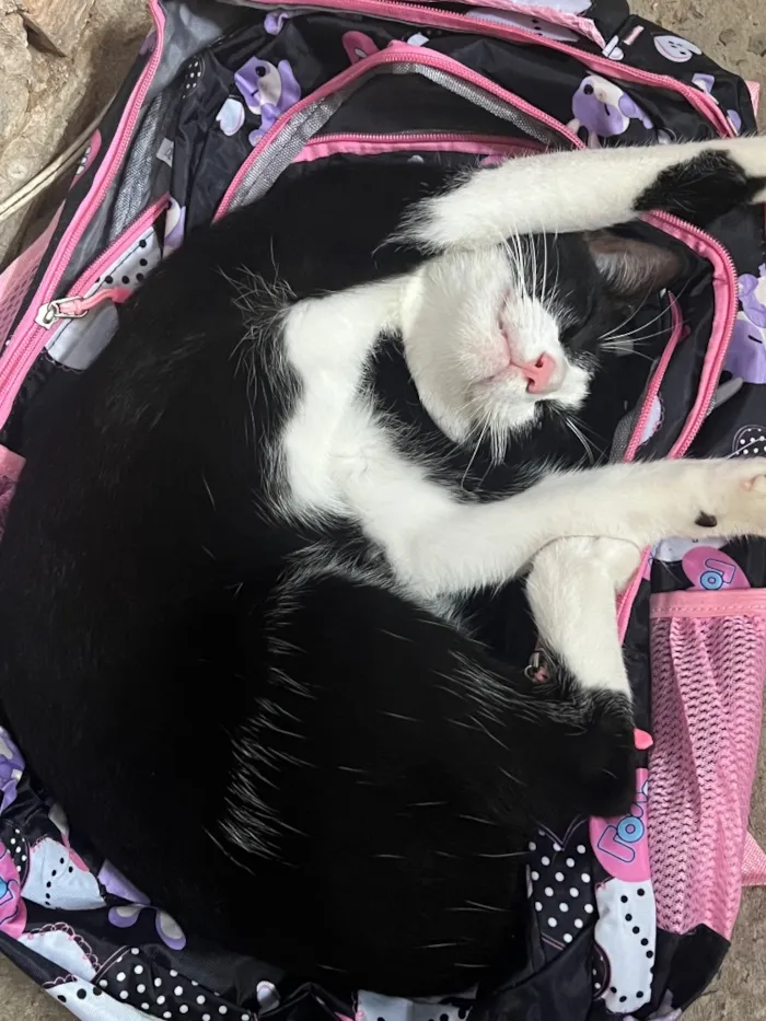 Gato raça SRD-ViraLata idade 1 ano nome Sem nome ainda 