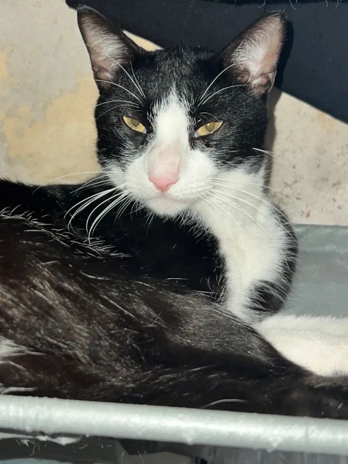Gato raça SRD-ViraLata idade 1 ano nome Sem nome ainda 