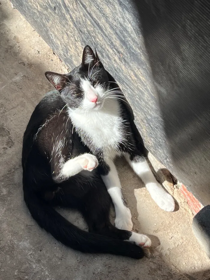 Gato raça SRD-ViraLata idade 1 ano nome Sem nome ainda 