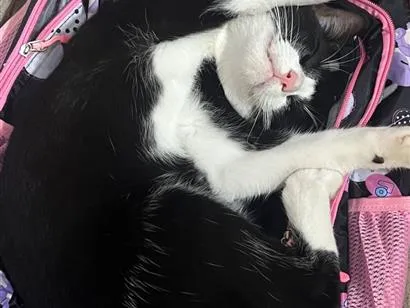 Gato raça SRD-ViraLata idade 1 ano nome Sem nome ainda 