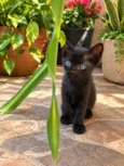 Pompom