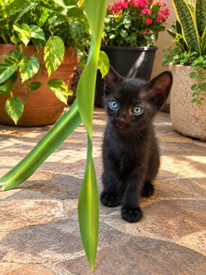 Gato raça SRD-ViraLata idade Abaixo de 2 meses nome Pompom