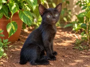 Gato raça SRD-ViraLata idade Abaixo de 2 meses nome Pompom