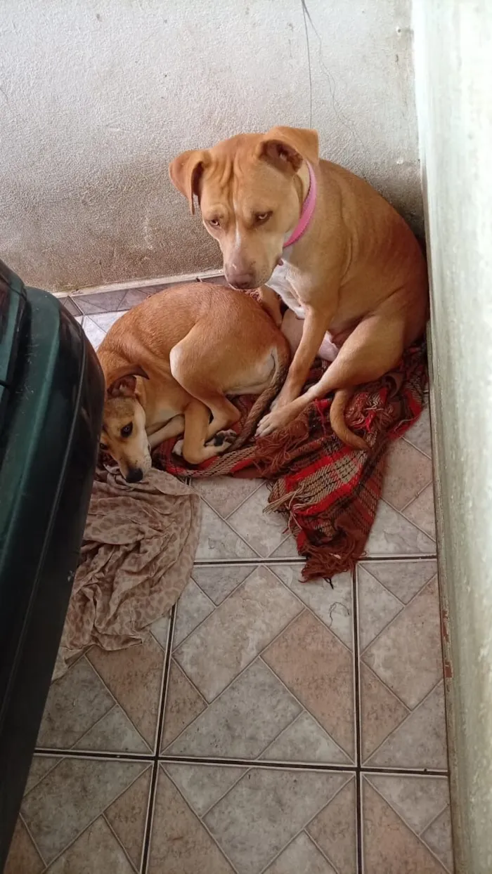Cachorro raça SRD-ViraLata idade 1 ano nome Lola