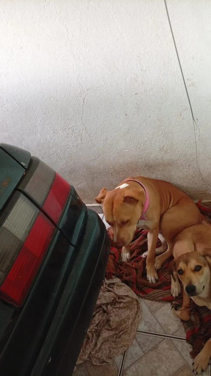 Cachorro raça SRD-ViraLata idade 1 ano nome Lola