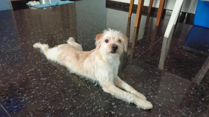 Cachorro raça SRD-ViraLata idade 7 a 11 meses nome Bento