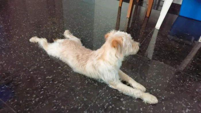 Cachorro raça SRD-ViraLata idade 7 a 11 meses nome Bento