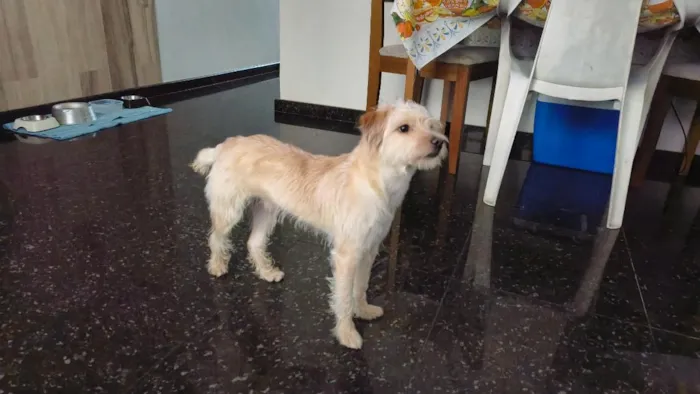 Cachorro raça SRD-ViraLata idade 7 a 11 meses nome Bento