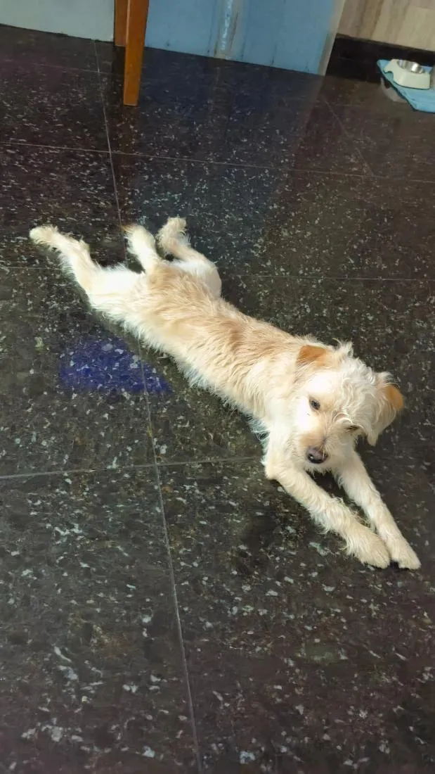 Cachorro raça SRD-ViraLata idade 7 a 11 meses nome Bento
