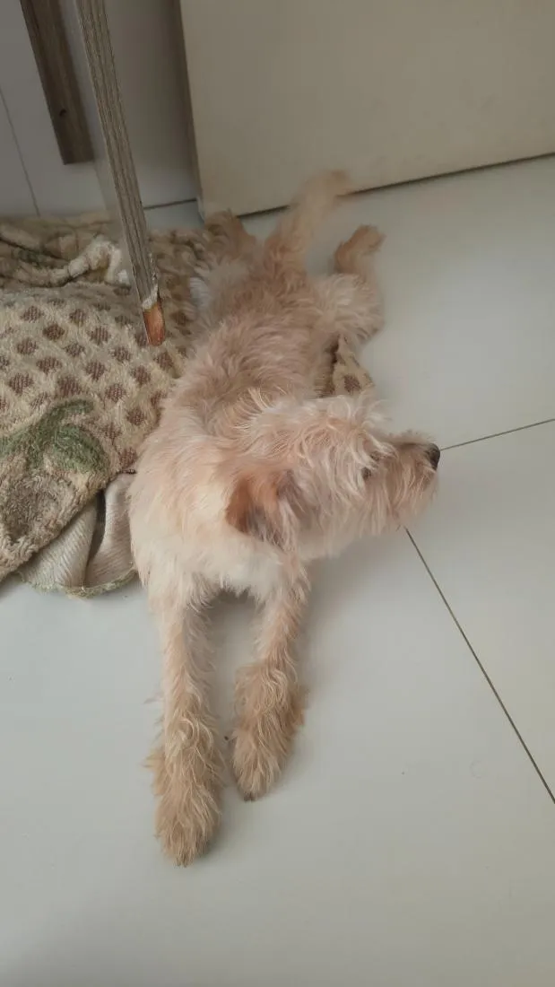 Cachorro raça SRD-ViraLata idade 7 a 11 meses nome Bento