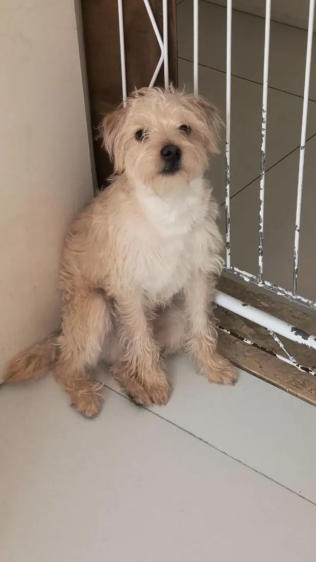 Cachorro raça SRD-ViraLata idade 7 a 11 meses nome Bento