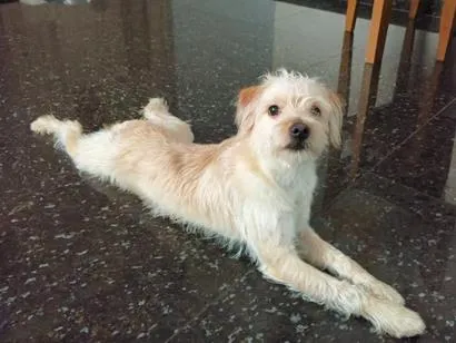 Cachorro raça SRD-ViraLata idade 7 a 11 meses nome Bento