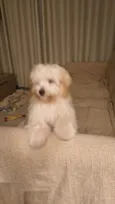 Amora
