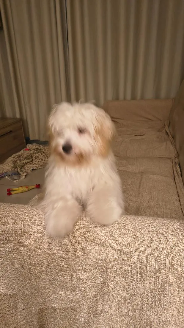 Cachorro raça SRD-ViraLata idade 7 a 11 meses nome Amora