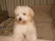 Amora