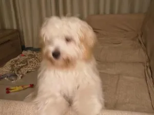 Cachorro raça SRD-ViraLata idade 7 a 11 meses nome Amora