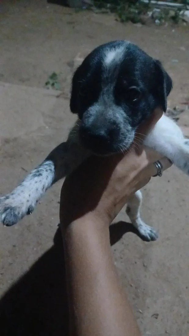 Cachorro raça SRD-ViraLata idade Abaixo de 2 meses nome sem nome 